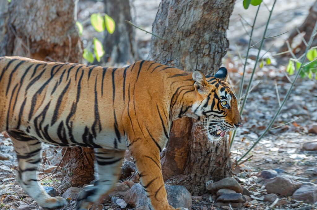 tiger, nature, royal bengal tiger-6932184.jpg