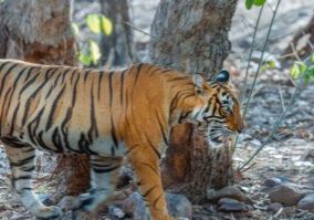 tiger, nature, royal bengal tiger-6932184.jpg